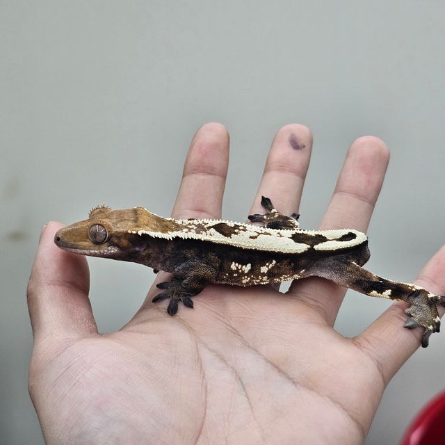 세이블