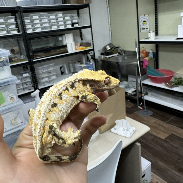 화이트스팟 트라이 화이트핀