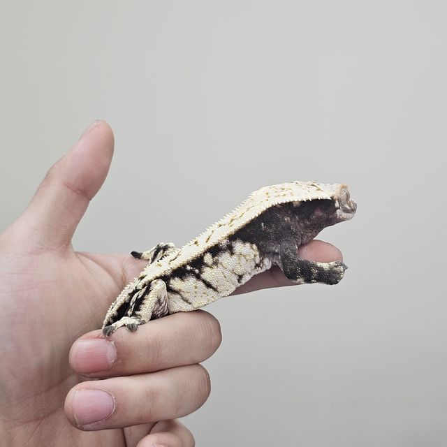 노멀 화이트