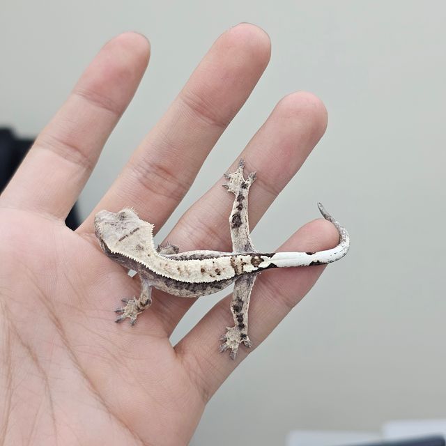 카푸치노