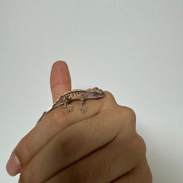 카푸치노