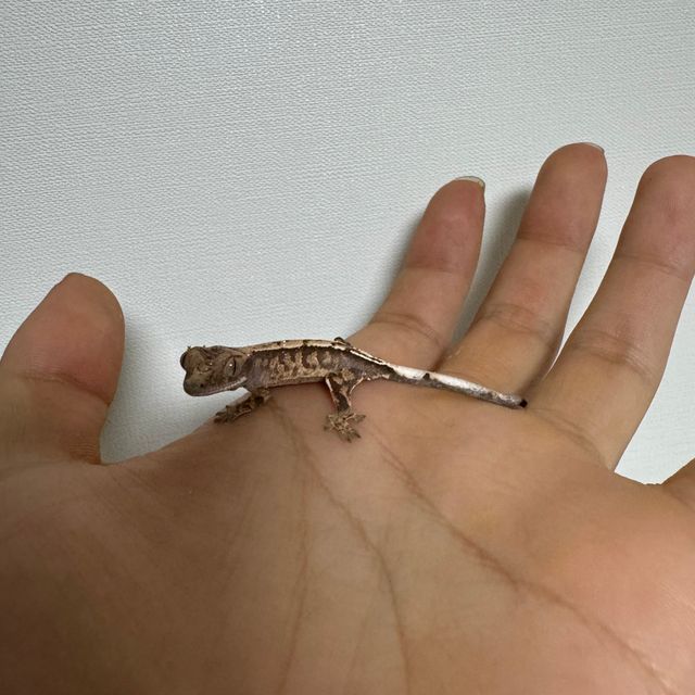 카푸치노