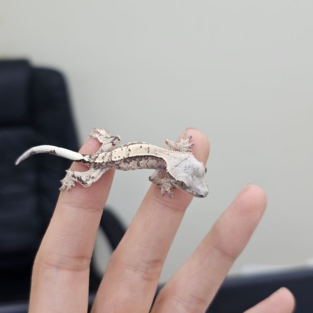 카푸치노