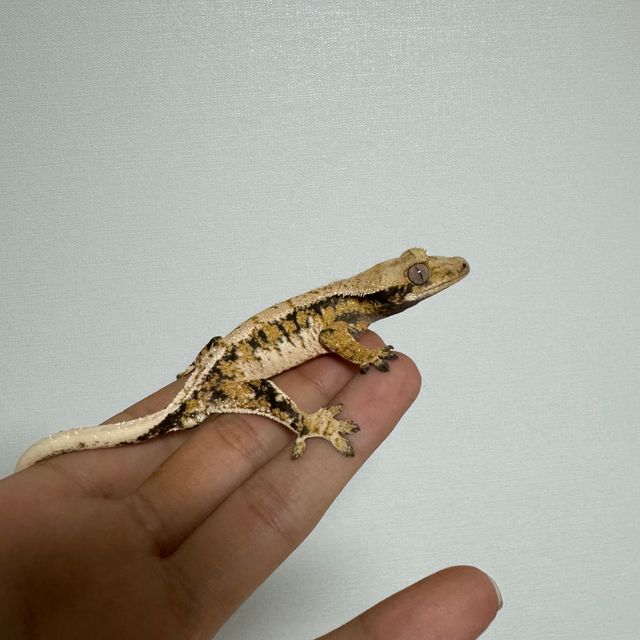 트라이