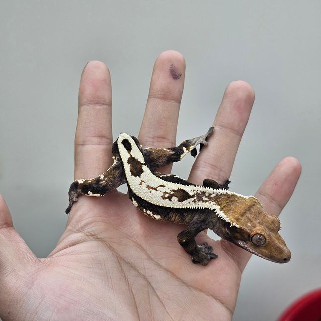 세이블