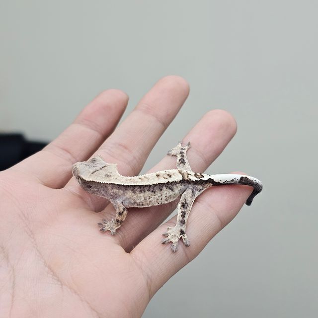 카푸치노
