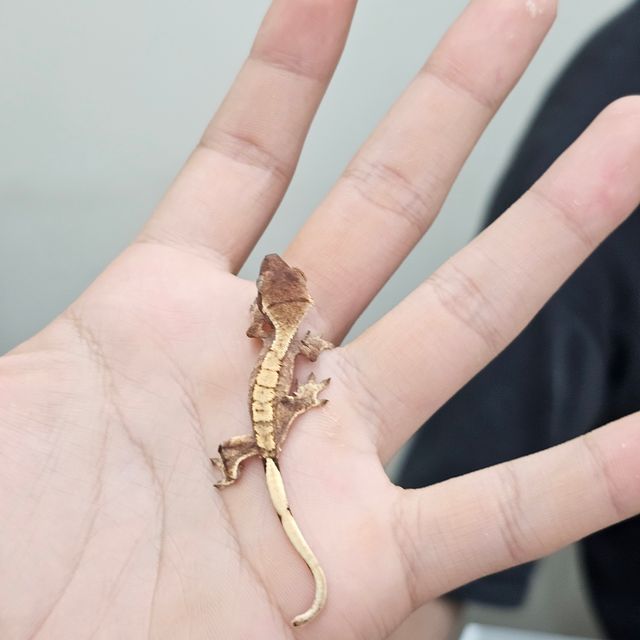 노멀