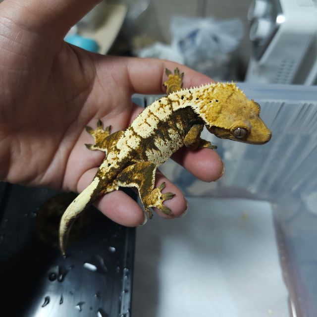 트라이 익스트림할리퀸