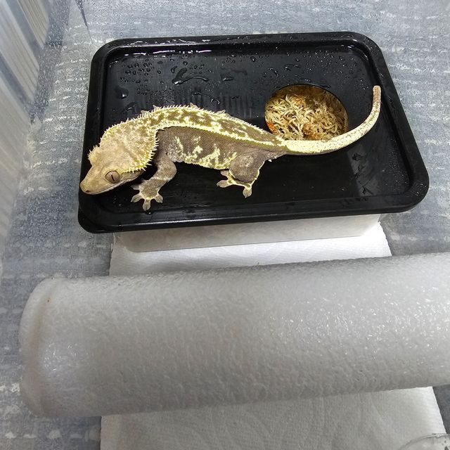 할리퀸 핀스트라이프 다크