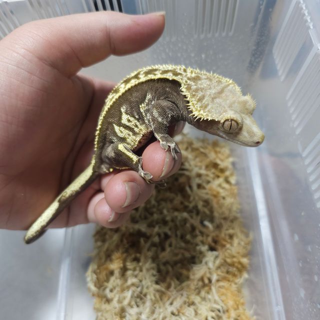 할리퀸 핀스트라이프 다크