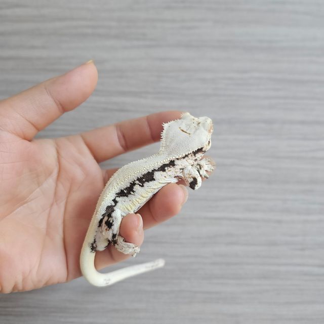 블랙 화이트 릴리화이트
