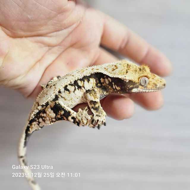 노멀 드리피 화이트스팟