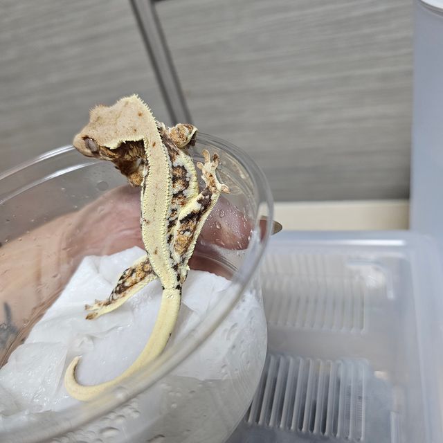 릴리화이트 트라이 익스트림할리퀸