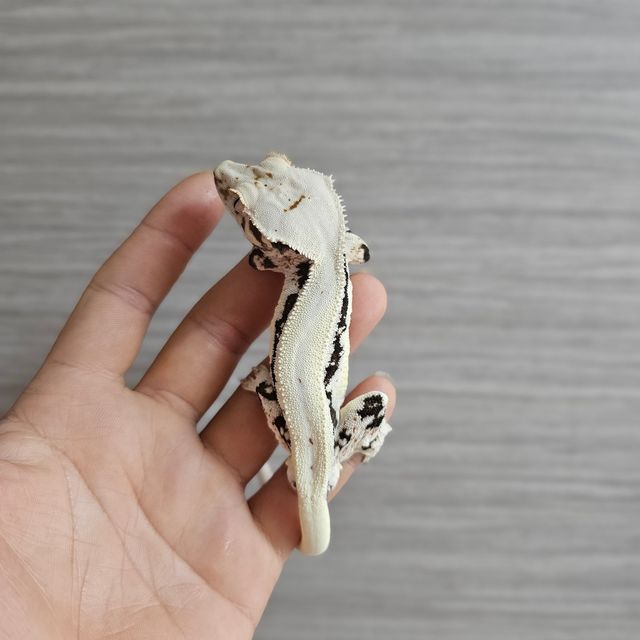 블랙 화이트 릴리화이트