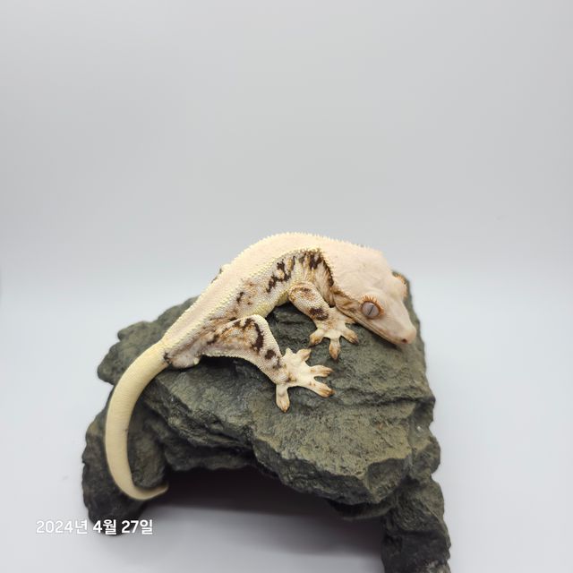 릴리화이트 트라이