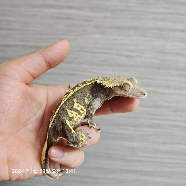엠티백 할리퀸 다크