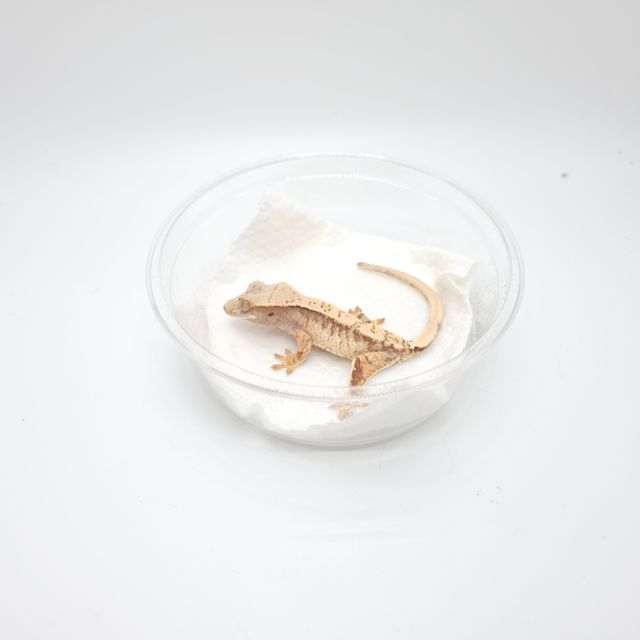 드리피 트라이
