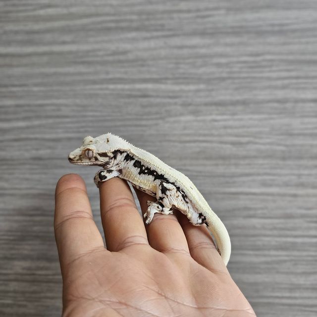 블랙 화이트 릴리화이트