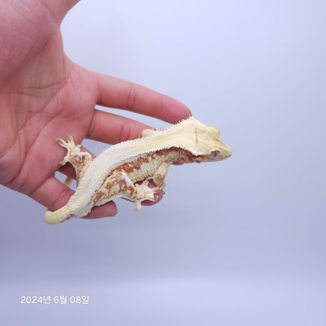 솔리드백 레드 릴리화이트