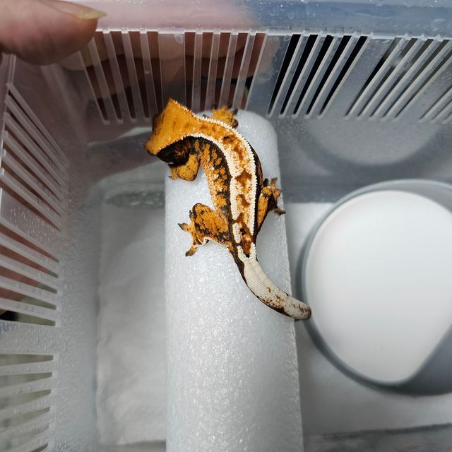 텐저린 트라이 익스트림할리퀸