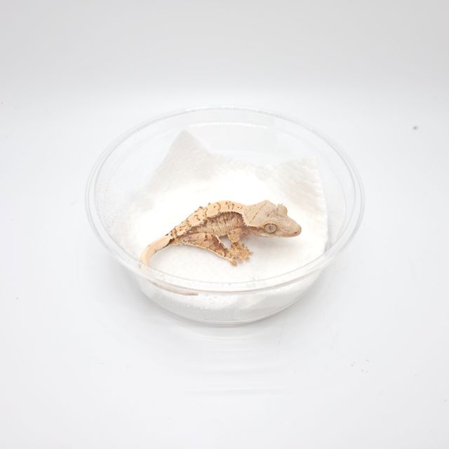 드리피 트라이