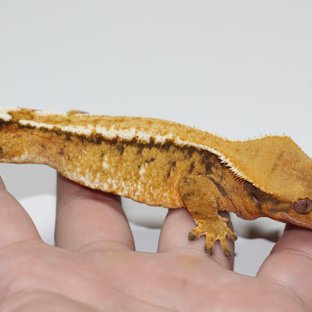 트라이 텐저린 화이트스팟 레이지