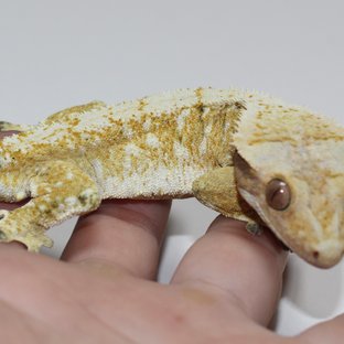 트라이 화이트스팟 레이지