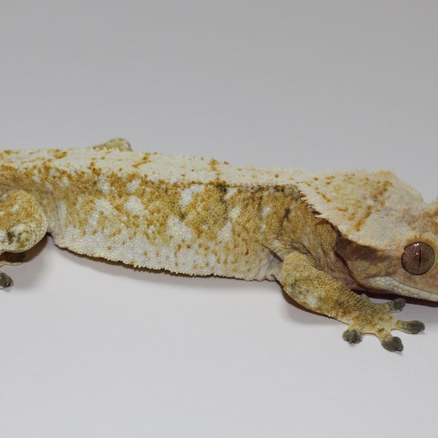 트라이 화이트스팟 레이지