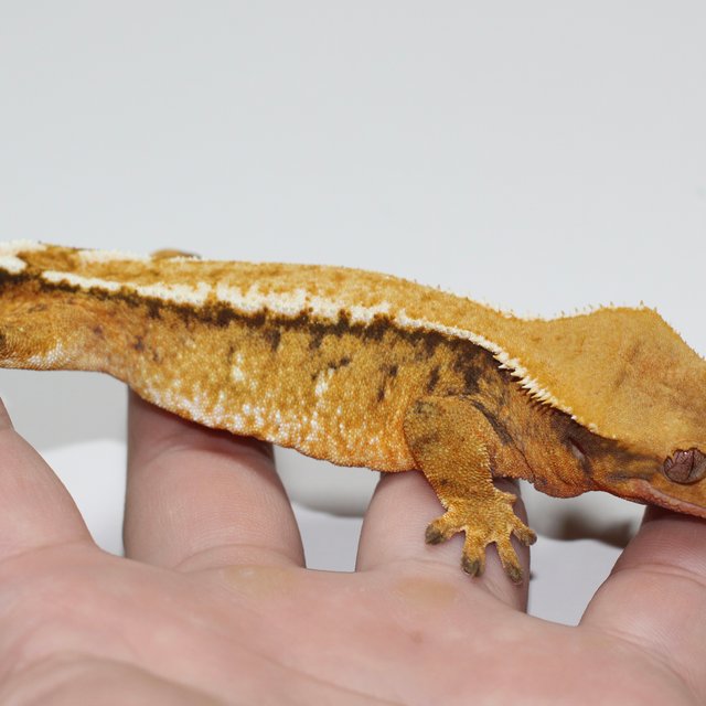 트라이 텐저린 화이트스팟 레이지