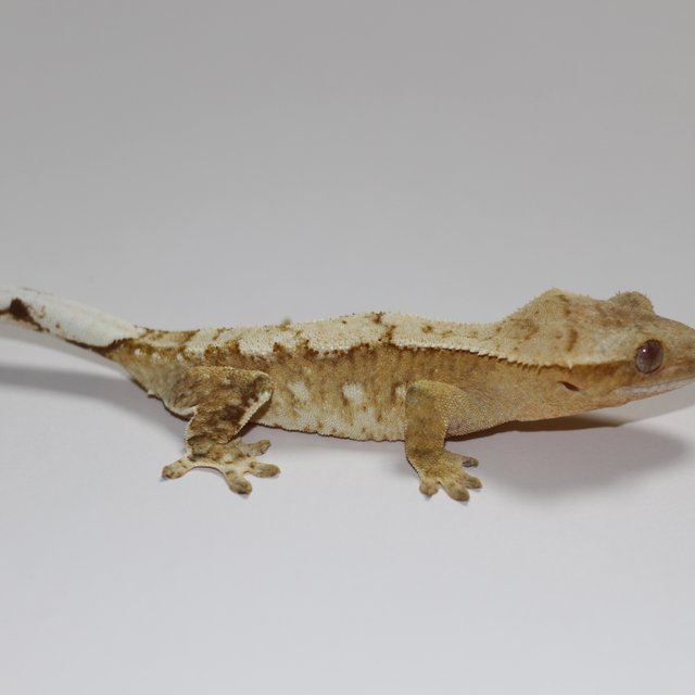 크림시클 레이지