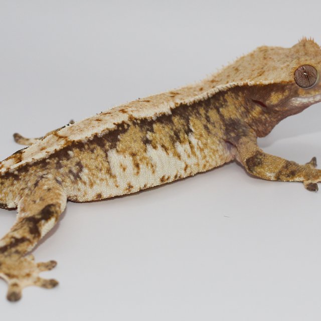 화이트 트라이 드리피