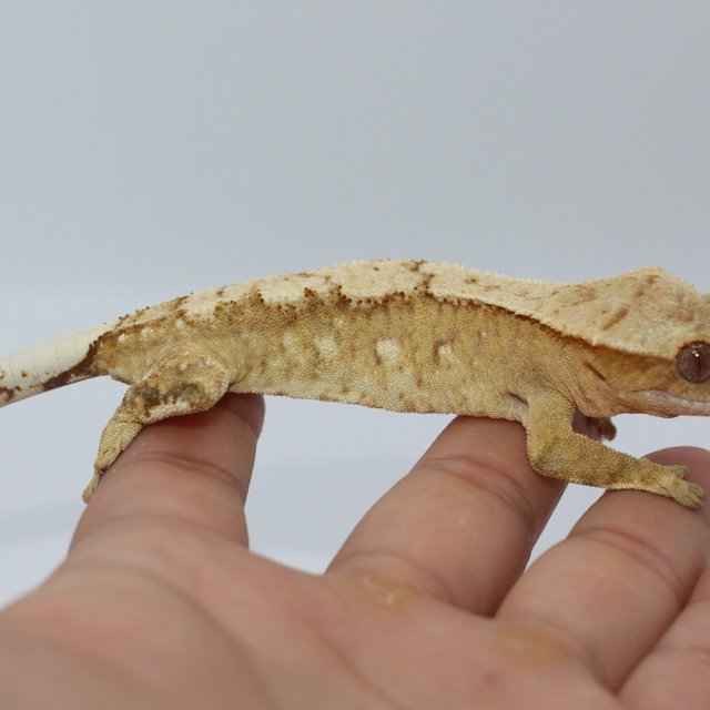 크림시클 레이지