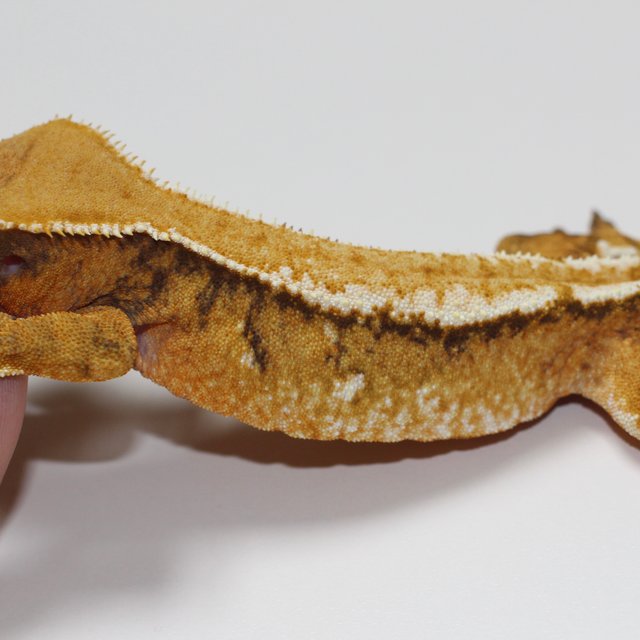 트라이 텐저린 화이트스팟 레이지