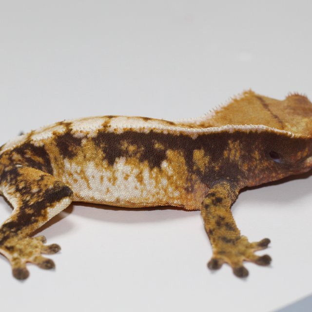 드리피 화이트스팟 트라이