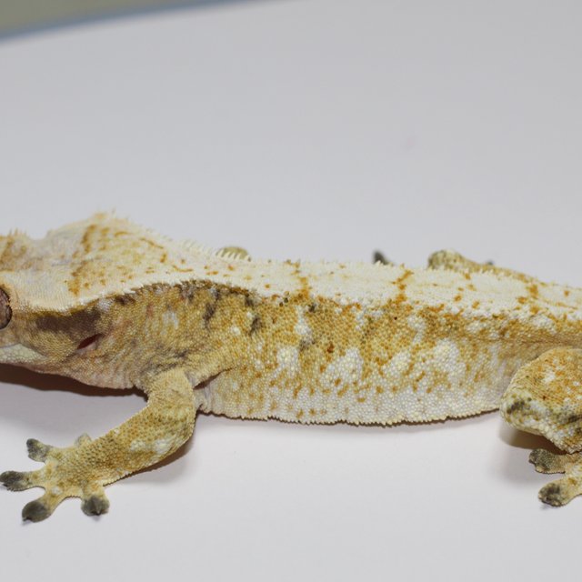 트라이 화이트스팟 레이지