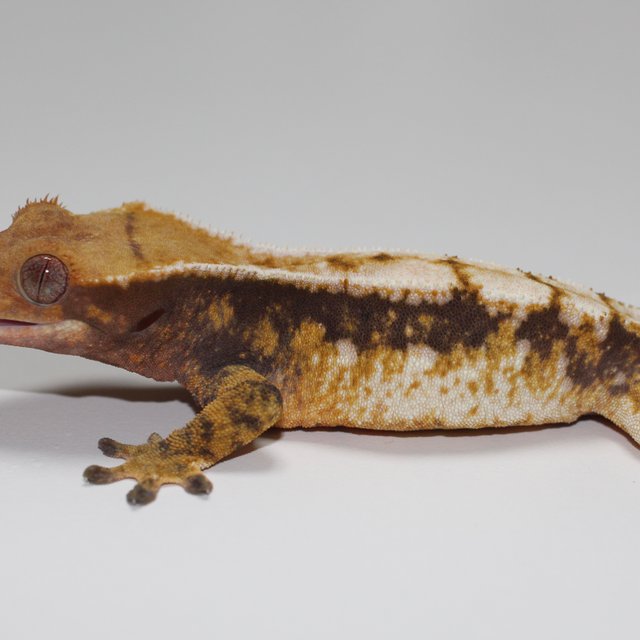 드리피 화이트스팟 트라이