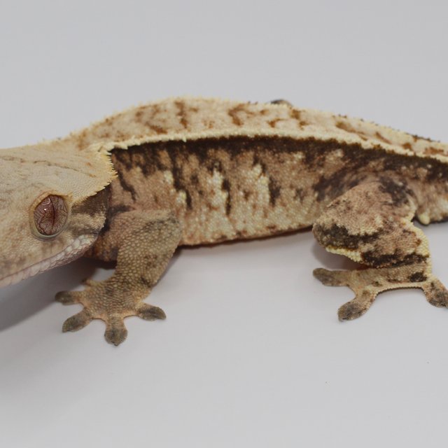 트라이 익스트림할리퀸