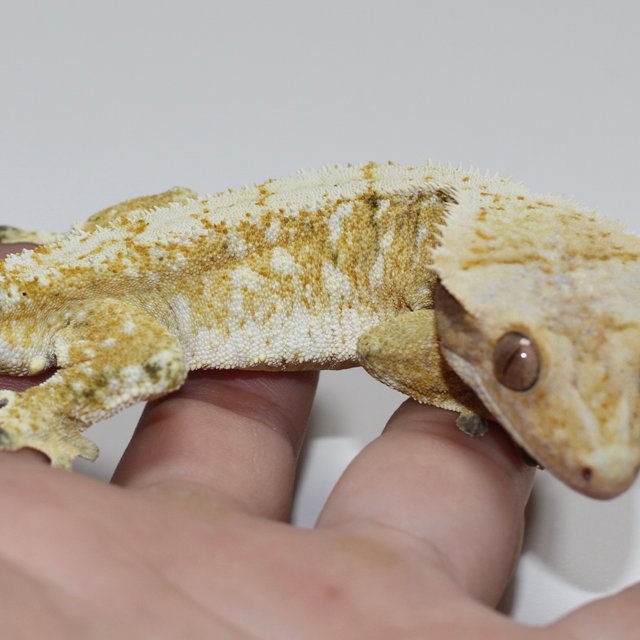 트라이 화이트스팟 레이지