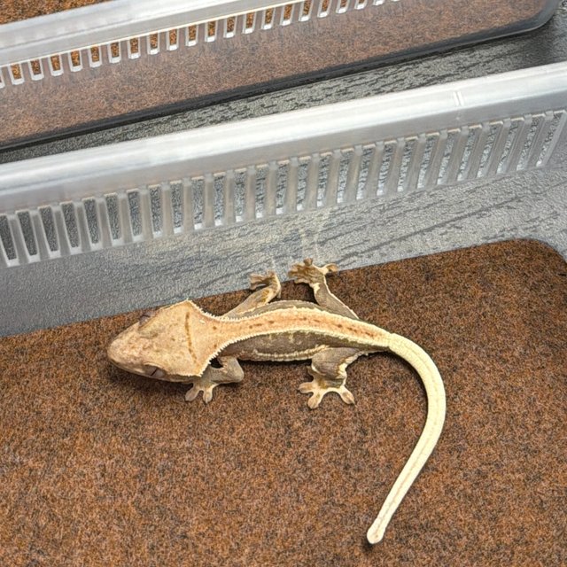 릴리100%헷아잔틱