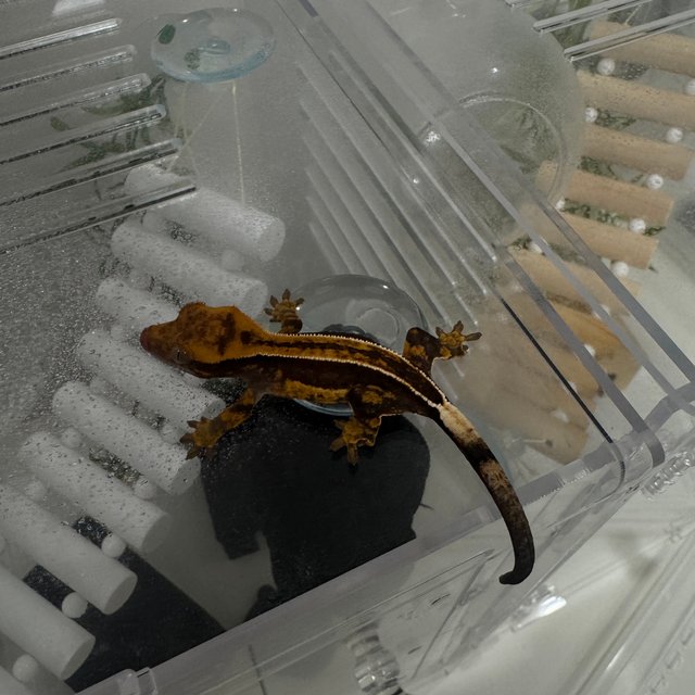 엠티백 풀핀 쿼드 슈퍼스트라이프