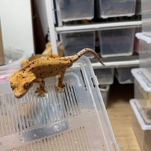 달마시안