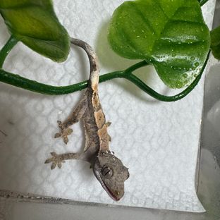 세이블
