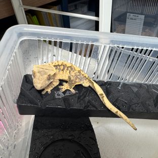 트라이 익스트림할리퀸