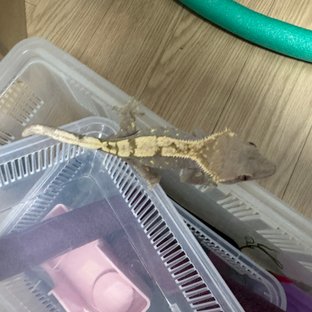 세이블