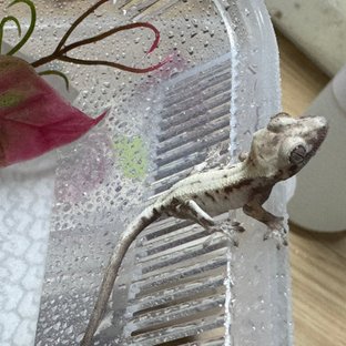 슈퍼세이블 릴리