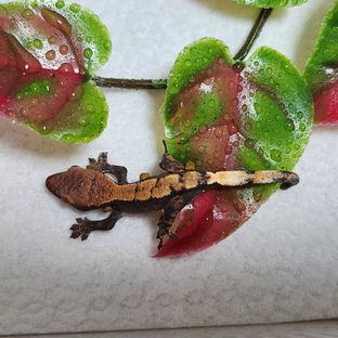 세이블