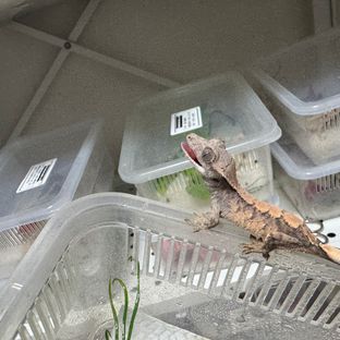 세이블