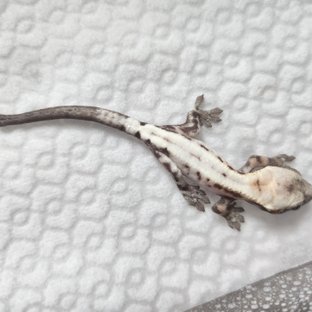 슈퍼세이블 릴리