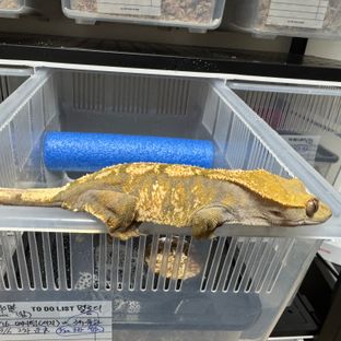 세이블
