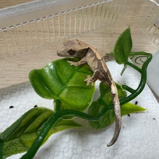 세이블